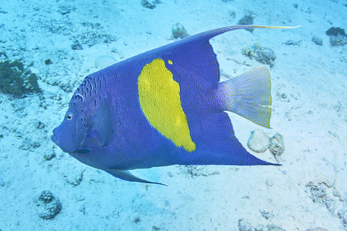 Halfmoon Angelfish — seen at this dive site
