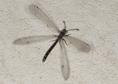 Bandidus vafer