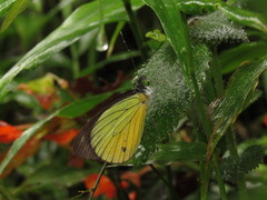 Leptophobia caesia phanokia