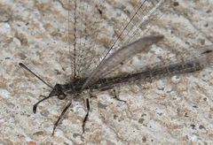 Bandidus vafer