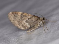 Stamnodes coenonymphata