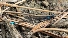 Cyanallagma interruptum