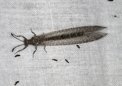 Bandidus vafer