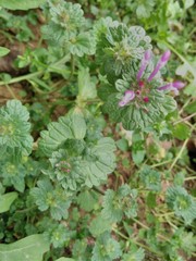 Lamium amplexicaule