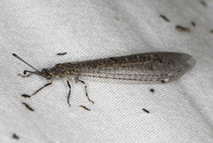 Bandidus vafer