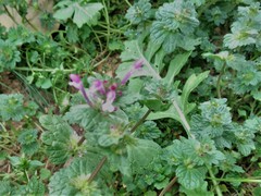 Lamium amplexicaule