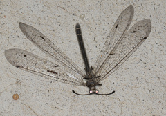 Bandidus vafer