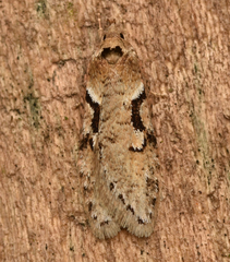 Semioscopis steinkellneriana