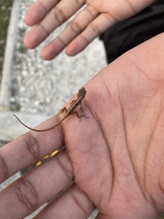 Anolis sagrei