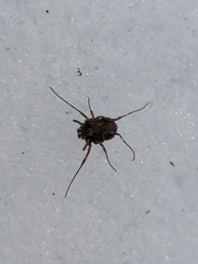 Platybunus