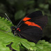 Pereute callinice - Photo (c) Lepidoptera Colombiana 🇨🇴, algunos derechos reservados (CC BY-NC), subido por Lepidoptera Colombiana 🇨🇴