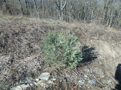 Juniperus foetidissima