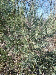 Juniperus foetidissima