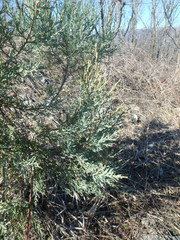 Juniperus foetidissima
