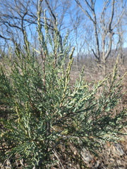 Juniperus foetidissima