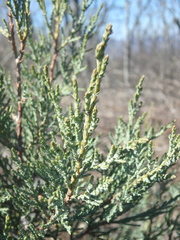 Juniperus foetidissima