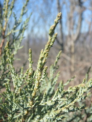 Juniperus foetidissima