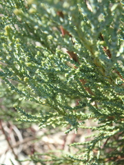 Juniperus foetidissima