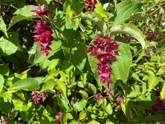 Leycesteria
