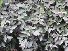 Ilex discolor tolucana