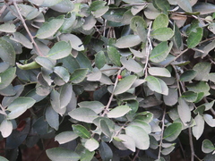 Ilex discolor tolucana