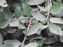 Ilex discolor tolucana