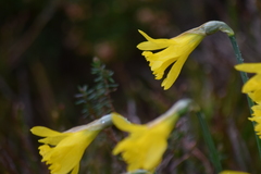 Narcissus minor asturiensis