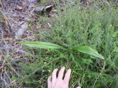Eulophia cernua