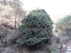 Ilex discolor tolucana