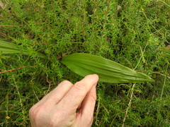 Eulophia cernua