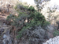 Ilex discolor tolucana