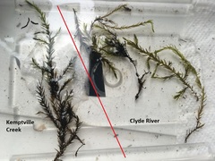 Fontinalis hypnoides