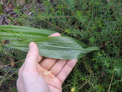 Eulophia cernua