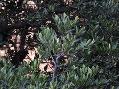 Ilex discolor tolucana