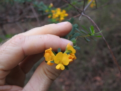 Pultenaea euchila