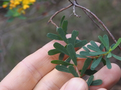 Pultenaea euchila