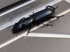 Hyperion schroetteri