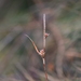 Carex durieui - Photo (c) Braniego Asturcones, algunos derechos reservados (CC BY-NC), subido por Braniego Asturcones