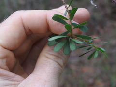 Pultenaea euchila