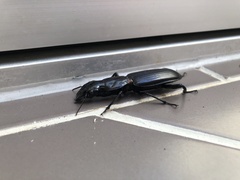 Hyperion schroetteri