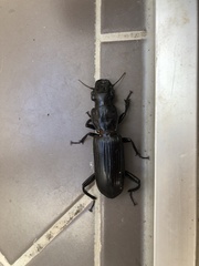 Hyperion schroetteri