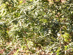 Berberis moranensis