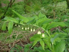 Polygonatum