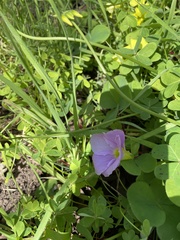 Oxalis purpurea
