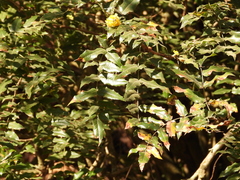 Berberis moranensis