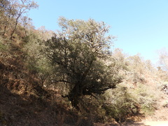 Ilex discolor tolucana