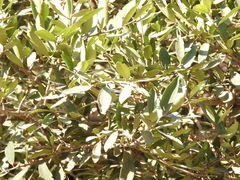 Ilex discolor tolucana