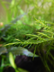 Fontinalis dalecarlica