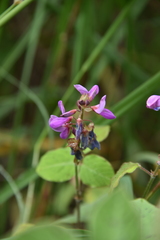Desmodium intortum