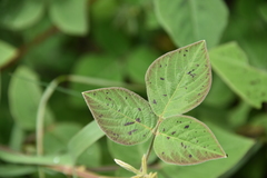 Desmodium intortum